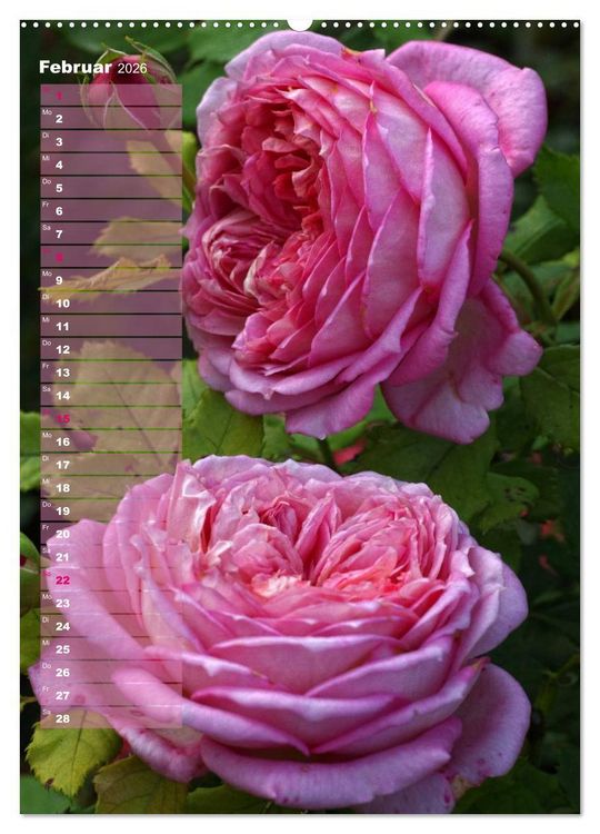 Produktbild: Rosen f&uuml;r DICH / Geburtstagskalender (hochwertiger Premium Wandkalender 2026 DIN A2 hoch), Kunstdruck in Hochglanz