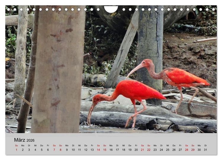 Produktbild: Venezuela - Natur pur Orinoco Delta und die Anden (Wandkalender 2026 DIN A4 quer), CALVENDO Monatskalender