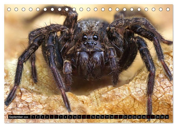 Produktbild: Faszination Makrofotografie: Spinnen (Tischkalender 2026 DIN A5 quer), CALVENDO Monatskalender