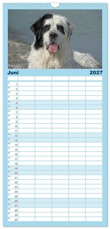 Produktbild: Familienplaner 2027 - Landseer - Das Wasser ist ihr Element mit 5 Spalten (Wandkalender, 21 x 45 cm) CALVENDO