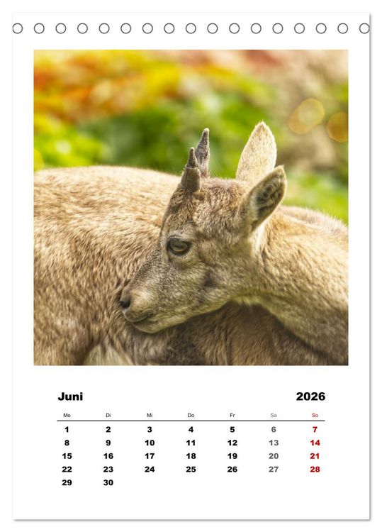 Produktbild: Alpen-Steinb&ouml;cke, imposante Horntr&auml;ger (Tischkalender 2026 DIN A5 hoch), CALVENDO Monatskalender