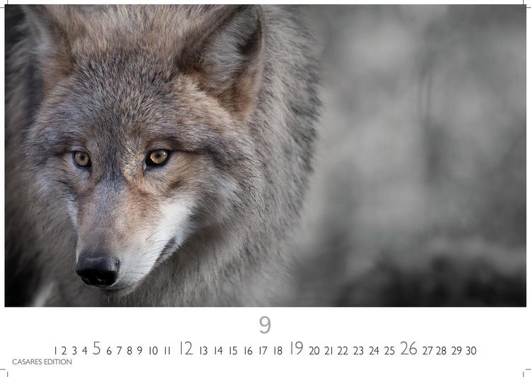 Produktbild: W&ouml;lfe Kalender 2027 &ndash; Wandkalender | Fotokalender Tierkalender 24x35cm - . mit faszinierenden Wolf-Motiven,