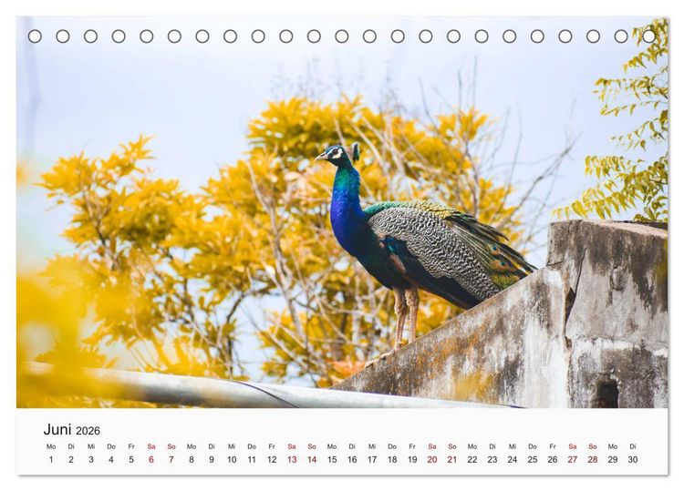 Produktbild: V&ouml;gel - Die K&ouml;nige der L&uuml;fte (Tischkalender 2026 DIN A5 quer), CALVENDO Monatskalender