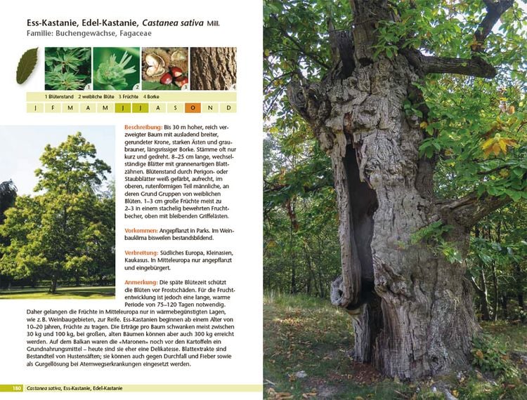 Produktbild: B&auml;ume bestimmen - Knospen, Bl&uuml;ten, Bl&auml;tter, Fr&uuml;chte