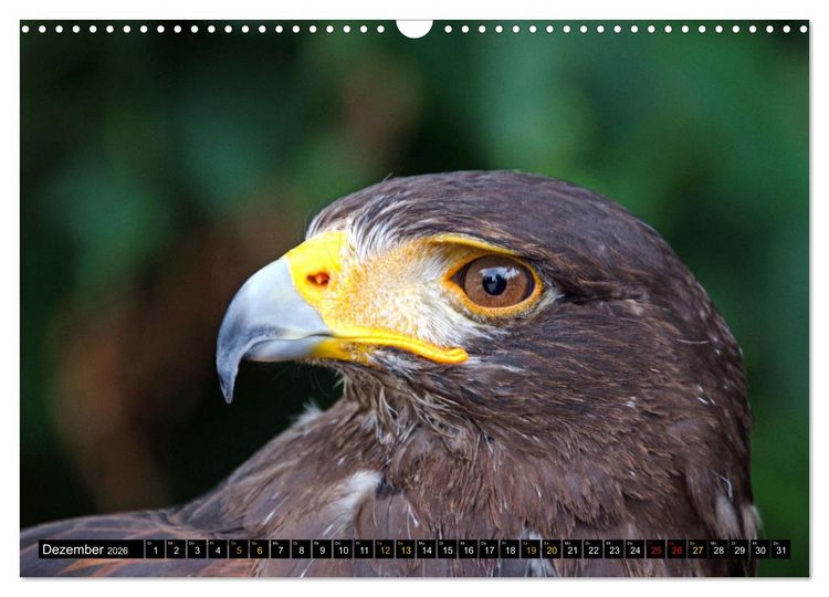 Produktbild: V&ouml;gel im Fokus - Ausdrucksstarke Vielfalt in der Vogelwelt (Wandkalender 2026 DIN A3 quer), CALVENDO Monatskalender