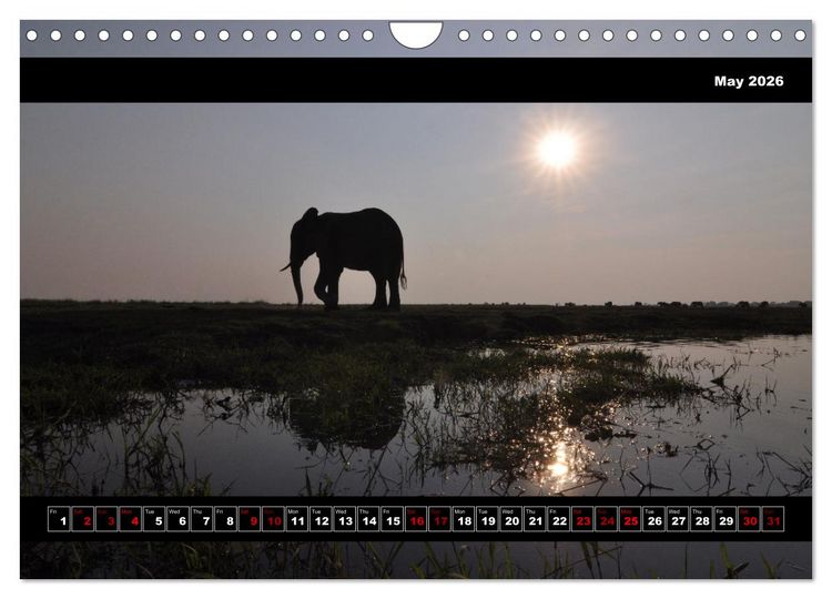 Produktbild: Elephants of Botswana (Wall Calendar 2026 DIN A4 landscape), CALVENDO 12 Month Wall Calendar