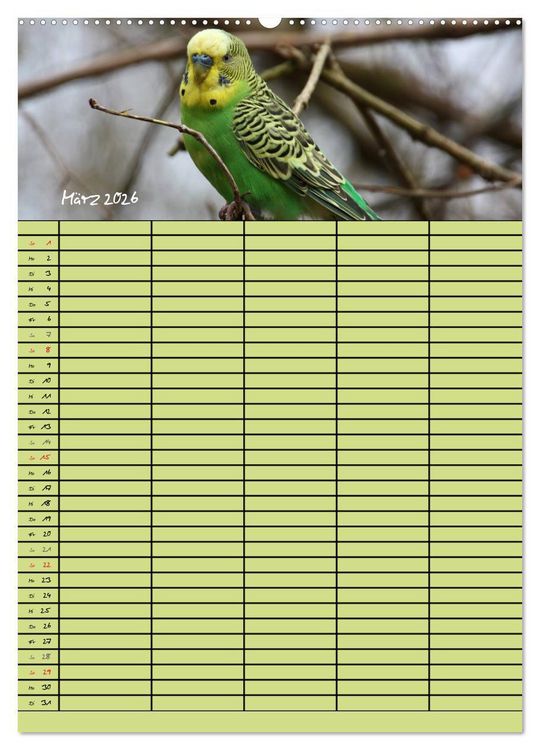 Produktbild: Der Wellensittich-Familienplaner (hochwertiger Premium Wandkalender 2026 DIN A2 hoch), Kunstdruck in Hochglanz