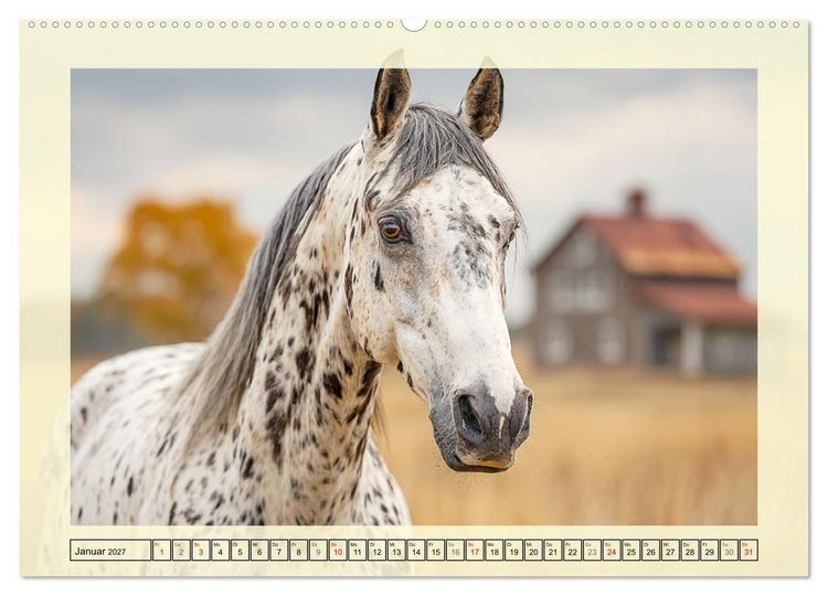 Produktbild: Knabstrupper Poesie. Gescheckte Eleganz im Farmsommer (Wandkalender 2027 DIN A2 quer), CALVENDO Monatskalender