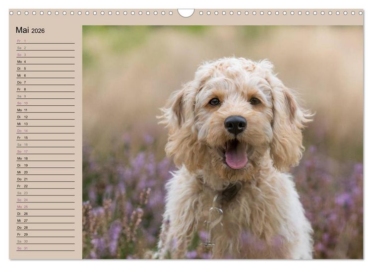 Produktbild: Ein Labradoodle-Welpe in der Heide (Wandkalender 2026 DIN A3 quer), CALVENDO Monatskalender