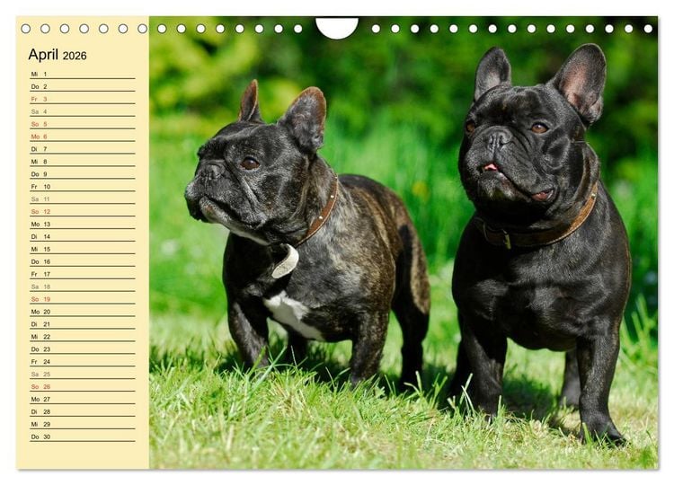 Produktbild: Franz&ouml;sische Bulldogge - Clown auf 4 Pfoten (Wandkalender 2026 DIN A4 quer), CALVENDO Monatskalender