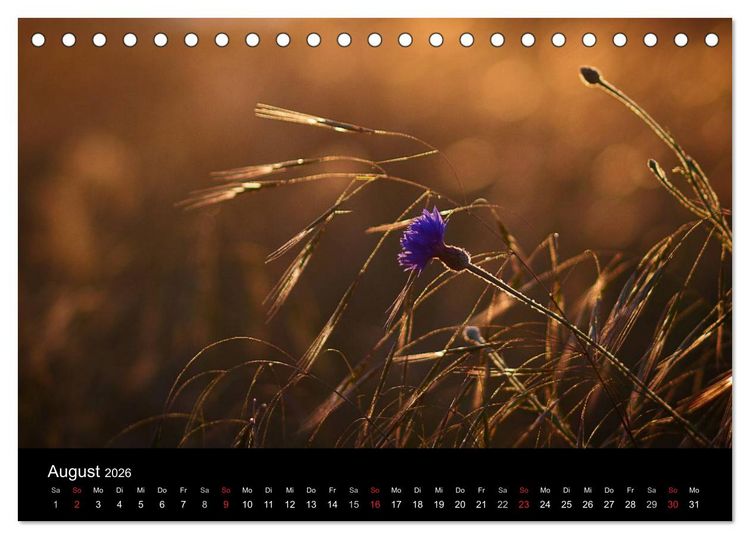 Produktbild: Bl&uuml;tenzauber 2026 (Tischkalender 2026 DIN A5 quer), CALVENDO Monatskalender