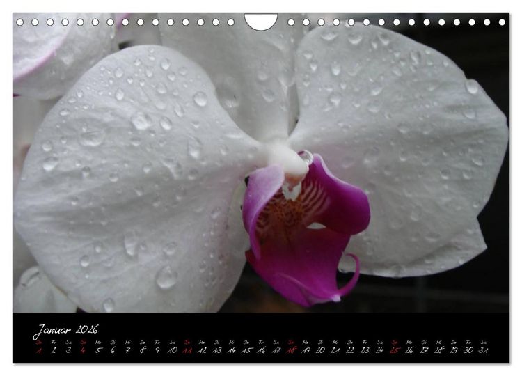 Produktbild: Farbenreiche Orchideen (Wandkalender 2026 DIN A4 quer), CALVENDO Monatskalender