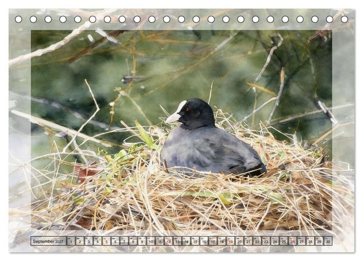 Produktbild: Zauberhaftes Nestgefl&uuml;ster (Tischkalender 2027 DIN A5 quer), CALVENDO Monatskalender
