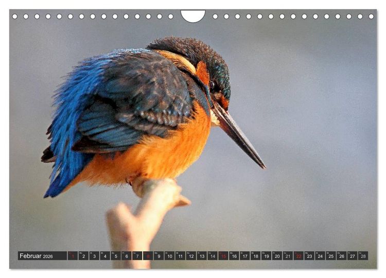 Produktbild: Der Eisvogel (Wandkalender 2026 DIN A4 quer), CALVENDO Monatskalender