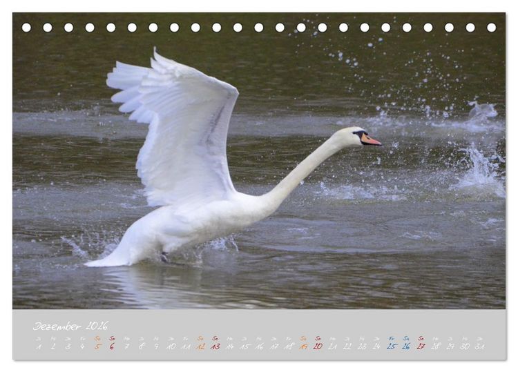 Produktbild: Schwanenfamilie, vom Ei bis zum Fliegen. (Tischkalender 2026 DIN A5 quer), CALVENDO Monatskalender