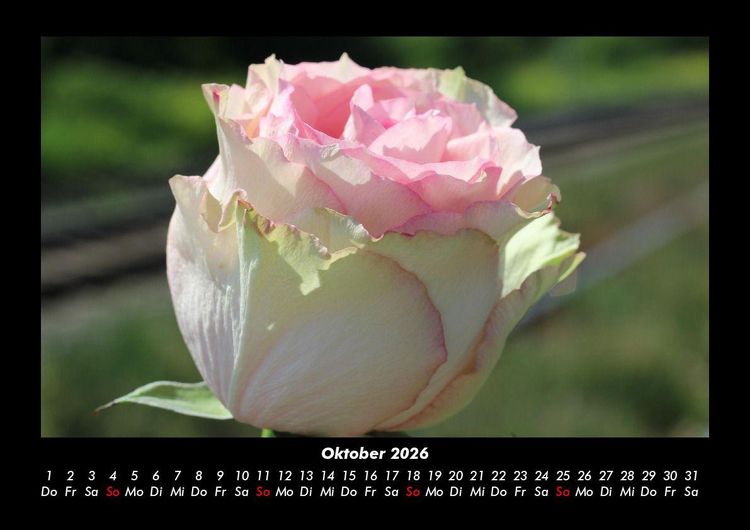 Produktbild: Blumentraum 2026 Fotokalender DIN A3