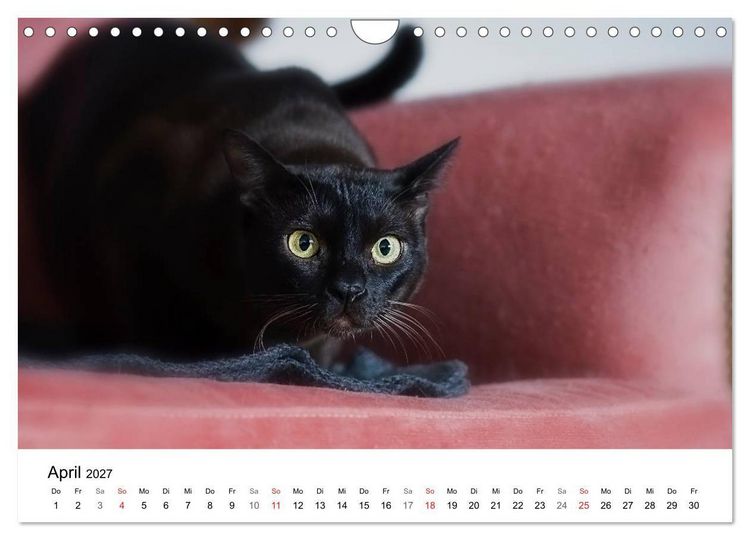 Produktbild: Rassekatzen 2027 (Wandkalender 2027 DIN A4 quer), CALVENDO Monatskalender