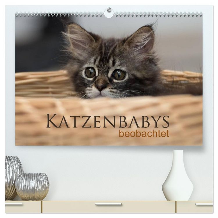 Produktbild: Katzenbabys beobachtet (hochwertiger Premium Wandkalender 2026 DIN A2 quer), Kunstdruck in Hochglanz