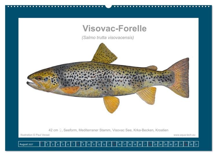 Produktbild: Fisch als Kunst 2027: Seeforellen (Wandkalender 2027 DIN A2 quer), CALVENDO Monatskalender