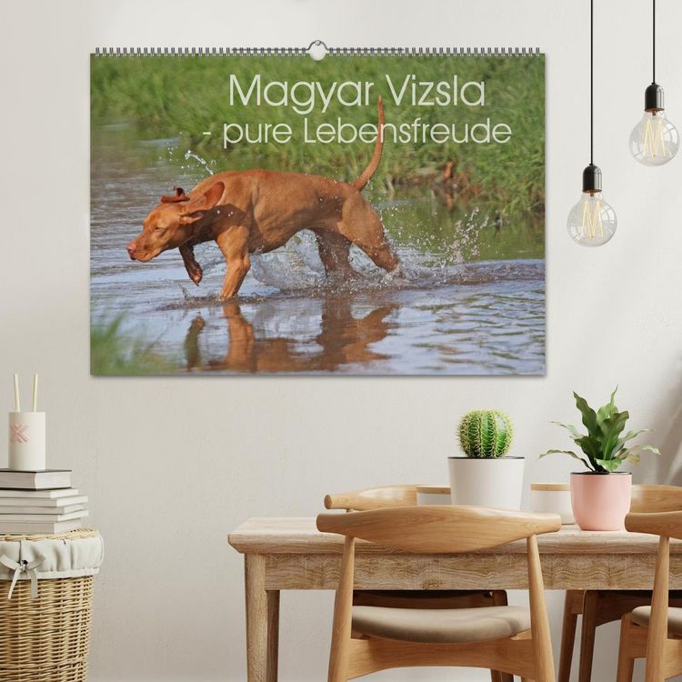 Produktbild: Magyar Vizsla - pure Lebensfreude (Wandkalender 2026 DIN A2 quer), CALVENDO Monatskalender