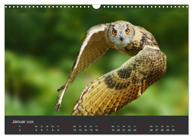 Produktbild: Faszination der Greifv&ouml;gel und Geier (Wandkalender 2026 DIN A3 quer), CALVENDO Monatskalender