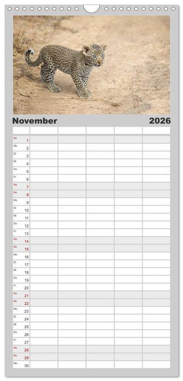 Produktbild: Familienplaner 2026 - Raubkatzenkinder mit 5 Spalten (Wandkalender, 21 x 45 cm) CALVENDO