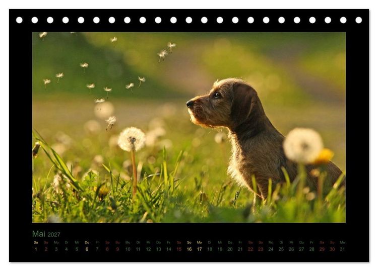 Produktbild: Elli Pirelli... aus dem Leben eines fr&ouml;hlichen Pinscher-Dackel-M&auml;dels (Tischkalender 2027 DIN A5 quer), CALVENDO Monatskalender
