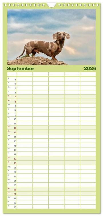 Produktbild: Familienplaner 2026 - DACKEL... wissen was sie wollen... (und was nicht...) mit 5 Spalten (Wandkalender, 21 x 45 cm) CALVENDO