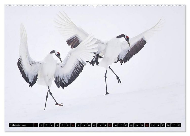 Produktbild: Japanische Vogelwelt im Winter (hochwertiger Premium Wandkalender 2026 DIN A2 quer), Kunstdruck in Hochglanz