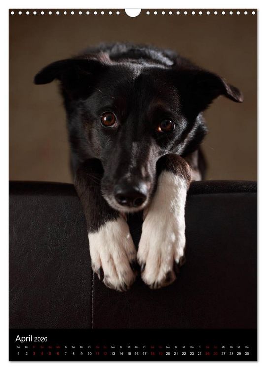 Produktbild: Stille Momente - Die sensible Seite der Hunde (Wandkalender 2026 DIN A3 hoch), CALVENDO Monatskalender