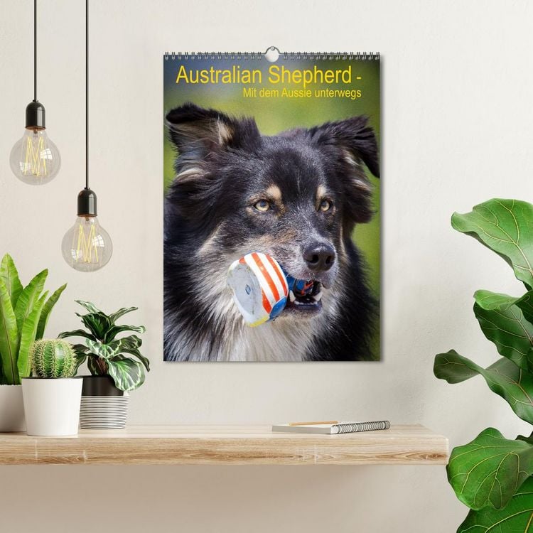 Produktbild: Australian Shepherd &ndash; Mit dem Aussie unterwegs (Wandkalender 2026 DIN A3 hoch), CALVENDO Monatskalender