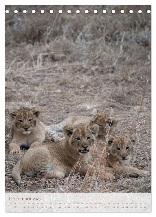 Produktbild: L&ouml;wen in Sabi Sands (Tischkalender 2026 DIN A5 hoch), CALVENDO Monatskalender