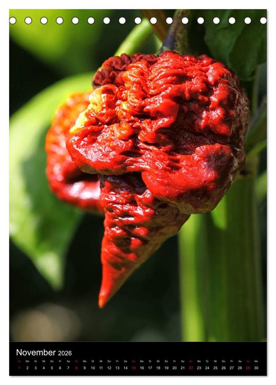 Produktbild: Chilis - H&ouml;llisch scharfe Fr&uuml;chtchen (Tischkalender 2026 DIN A5 hoch), CALVENDO Monatskalender