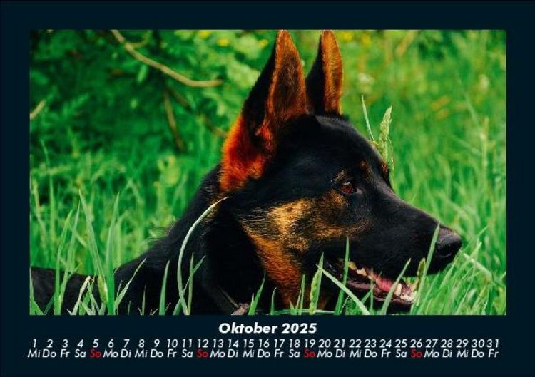 Produktbild: Der Hundekalender 2025 Fotokalender DIN A5