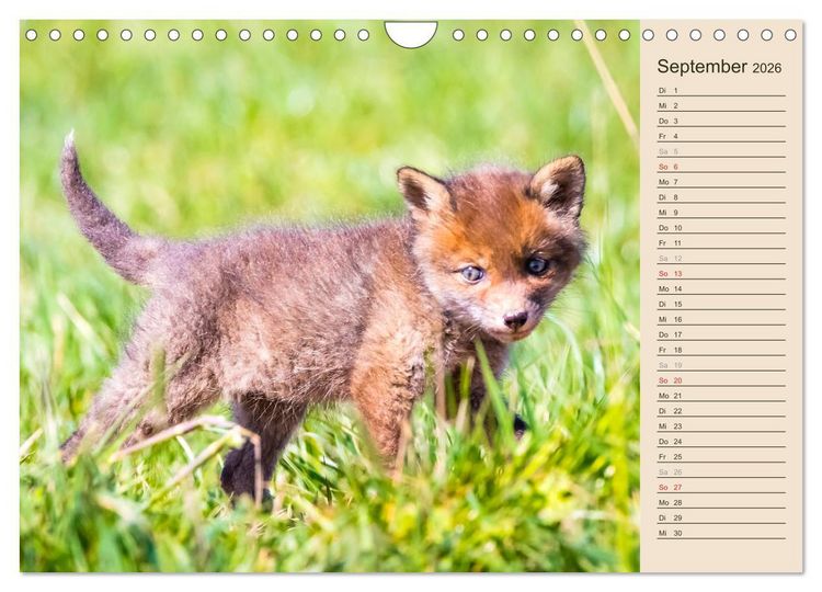 Produktbild: Verspielte Fuchswelpen - Allein zu Haus' (Wandkalender 2026 DIN A4 quer), CALVENDO Monatskalender