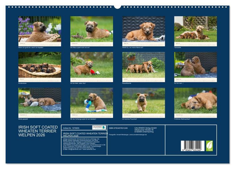 Produktbild: IRISH SOFT COATED WHEATEN TERRIER WELPEN 2026 (Wandkalender 2026 DIN A2 quer), CALVENDO Monatskalender