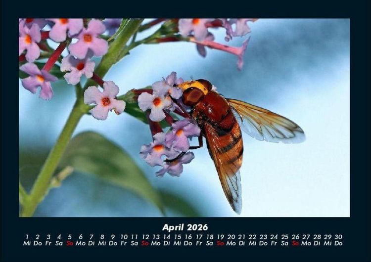 Produktbild: Bienen 2026 Fotokalender DIN A4