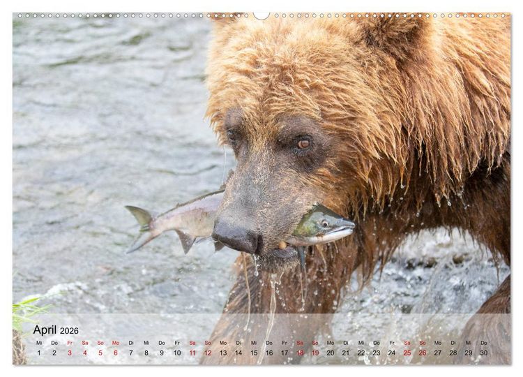 Produktbild: Aug in Aug mit den Braunb&auml;ren in Kamtschatka (Wandkalender 2026 DIN A2 quer), CALVENDO Monatskalender