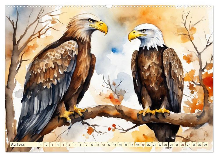 Produktbild: Wei&szlig;kopfseeadler - Majest&auml;tische V&ouml;gel (hochwertiger Premium Wandkalender 2026 DIN A2 quer), Kunstdruck in Hochglanz
