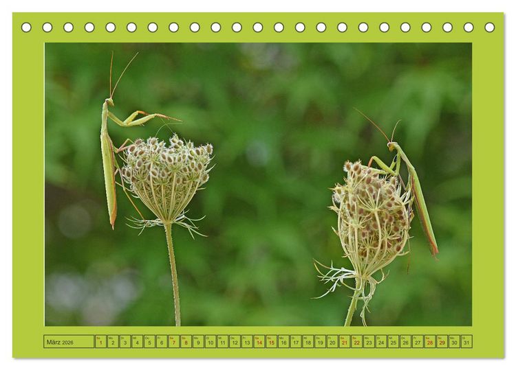 Produktbild: Die Gottesanbeterin Mantis Religiosa (Tischkalender 2026 DIN A5 quer), CALVENDO Monatskalender
