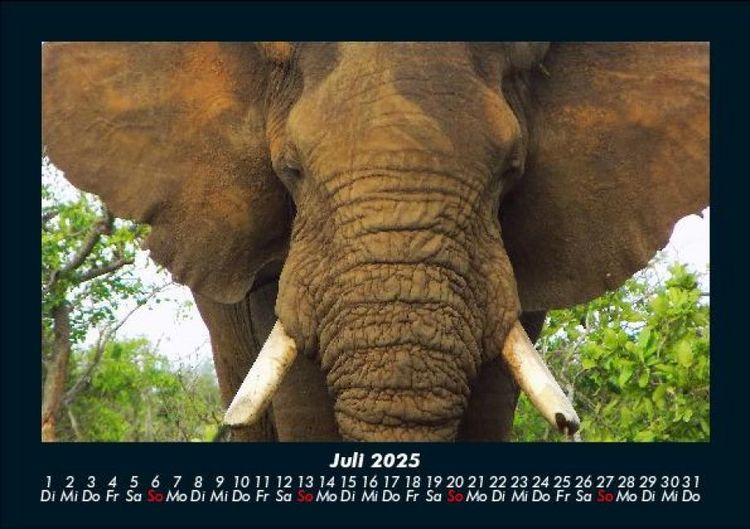 Produktbild: Elefanten - Die sanften Riesen Afrikas 2025 Fotokalender DIN A5