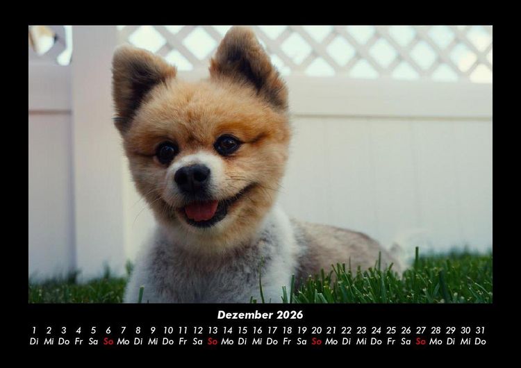 Produktbild: Welpen 2026 Fotokalender DIN A3
