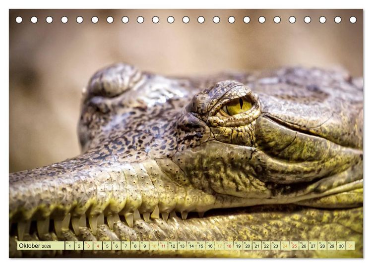Produktbild: Urzeitreptilien - Krokodil (Tischkalender 2026 DIN A5 quer), CALVENDO Monatskalender
