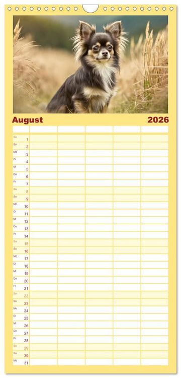 Produktbild: Familienplaner 2026 - Chihuahuas - Kleine Hunde - gro&szlig;e Temperamentb&uuml;ndel mit 5 Spalten (Wandkalender, 21 x 45 cm) CALVENDO