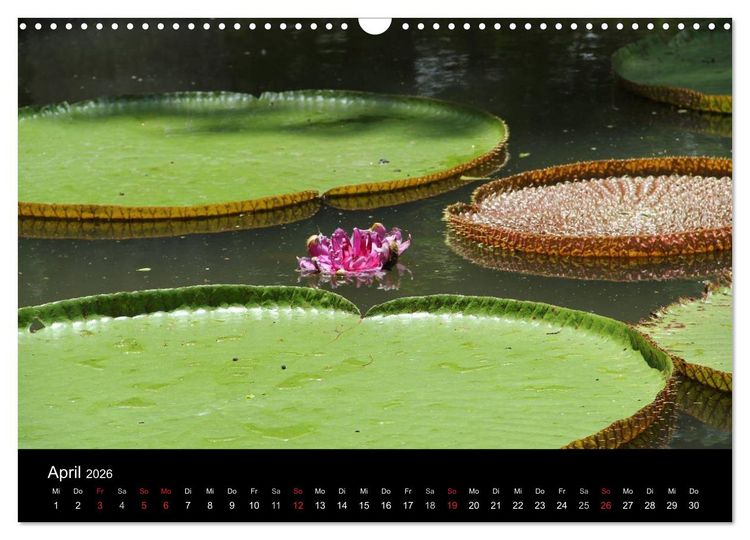 Produktbild: Trauminsel Mauritius (Wandkalender 2026 DIN A3 quer), CALVENDO Monatskalender