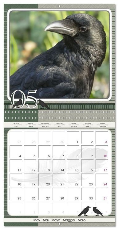 Produktbild: Saar, I: Crows. Portraits of Intelligence. Cleverly schedule