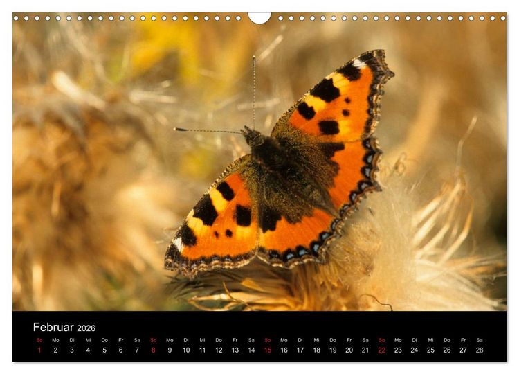 Produktbild: Schmetterlinge (Wandkalender 2026 DIN A3 quer), CALVENDO Monatskalender