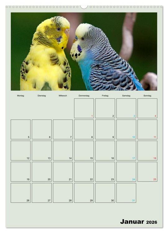 Produktbild: Wellensittiche Terminplaner (hochwertiger Premium Wandkalender 2026 DIN A2 hoch), Kunstdruck in Hochglanz