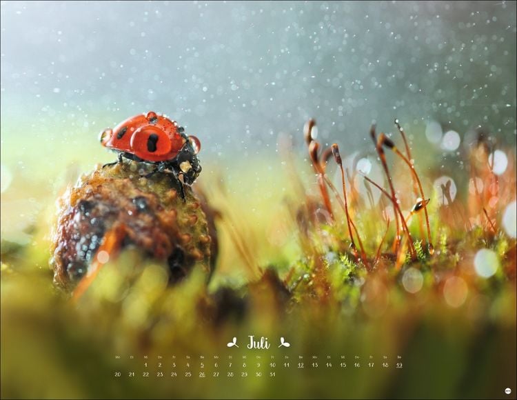 Vadim Trunov: Märchenhaftes Waldleben Posterkalender 2026