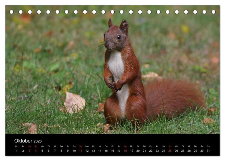 Produktbild: Artist im Garten. Das Eichh&ouml;rnchen (Tischkalender 2026 DIN A5 quer), CALVENDO Monatskalender